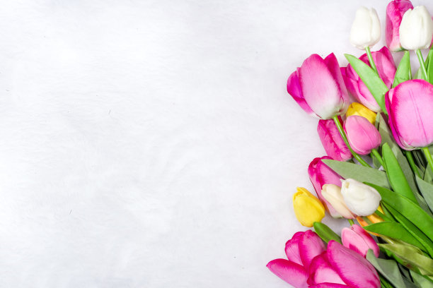 春天的郁金香花带礼物图片下载