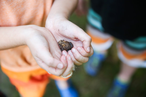 蛙或蟾蜍?图片下载