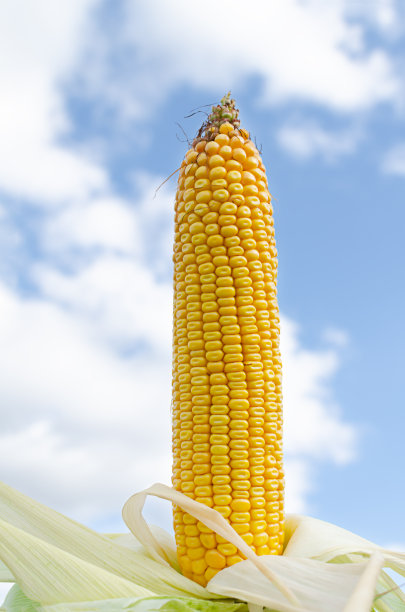 带黄色玉米粒的玉米棒子图片下载