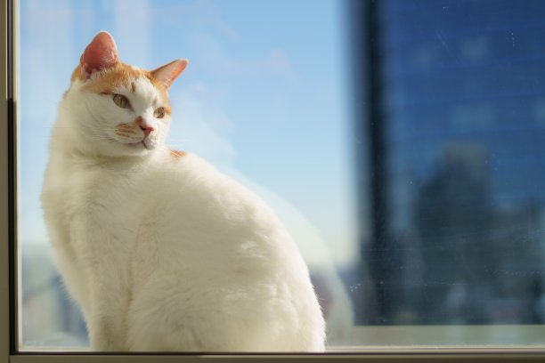 天空中的猫公寓图片下载