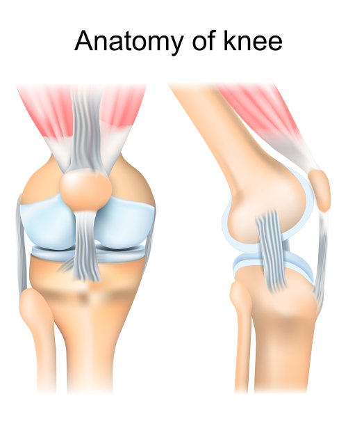 膝盖解剖学。人类共同的结构。图片下载