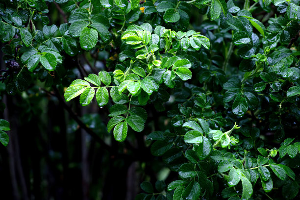 露珠落在绿叶子上的野玫瑰的绿色背景上，柔和的焦点，雨后。图片下载