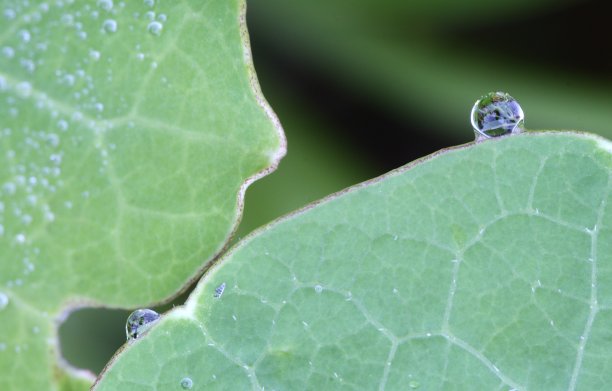 植物叶子上的露珠的微距照片图片下载