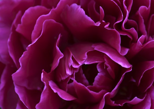 美丽的丁香牡丹花瓣特写照片图片下载