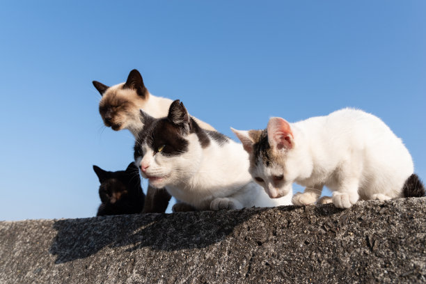 猫的集会图片下载