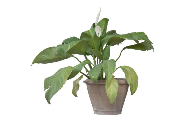 和平百合或石蒜在棕色花盆中开花，孤立在白色背景上，包括修剪路径。图片下载