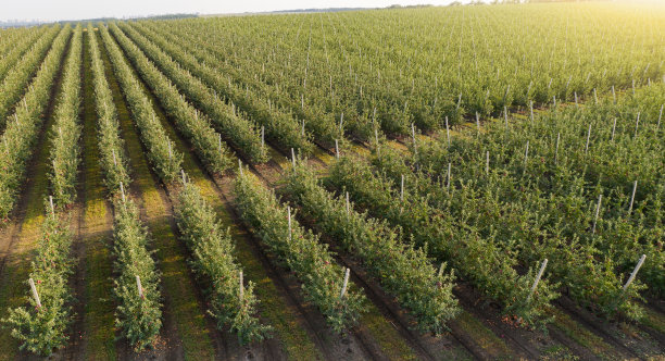 苹果园鸟瞰图图片下载