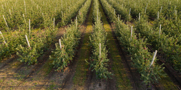 苹果园鸟瞰图图片下载