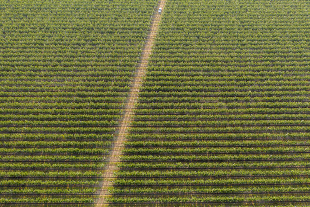 苹果园鸟瞰图图片下载