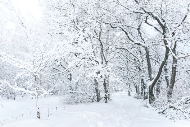 白雪皑皑的森林小径，在白天被照亮。冬天的背景。冬季森林风景。树的风景形象。霜冻的日子，平静的冬日景象。滑雪胜地。野生区域的伟大图片图片下载