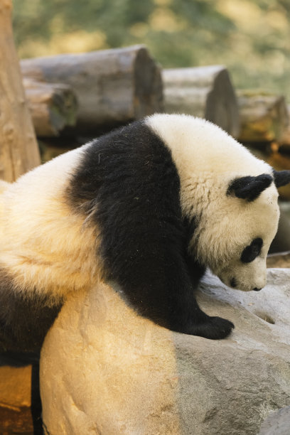 成都熊猫图片下载