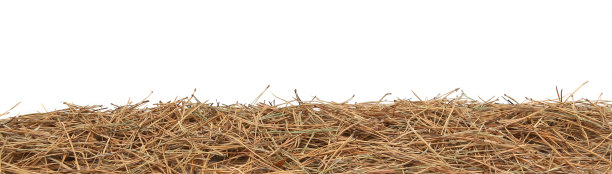 一堆干燥的松针孤立在白色的背景上。图片下载