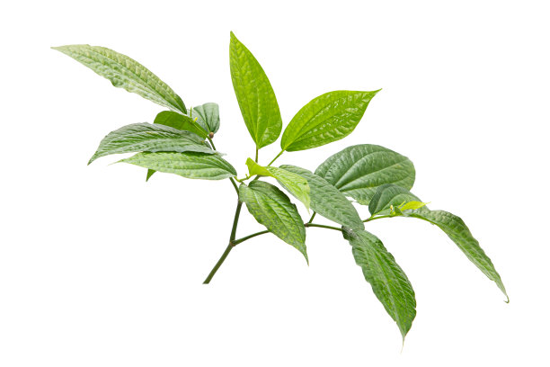 绿色槟榔叶孤立在白色背景上图片下载