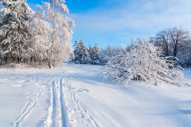冬季森林背景。冬季森林风景。树的风景形象。霜冻的日子，平静的冬日景象。滑雪胜地。野生区域的伟大图片图片下载