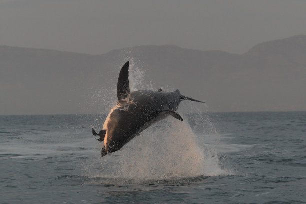 南非，福斯湾，大白鲨(Carcharodon carcharias)正在攻击海豹形状的诱饵图片下载