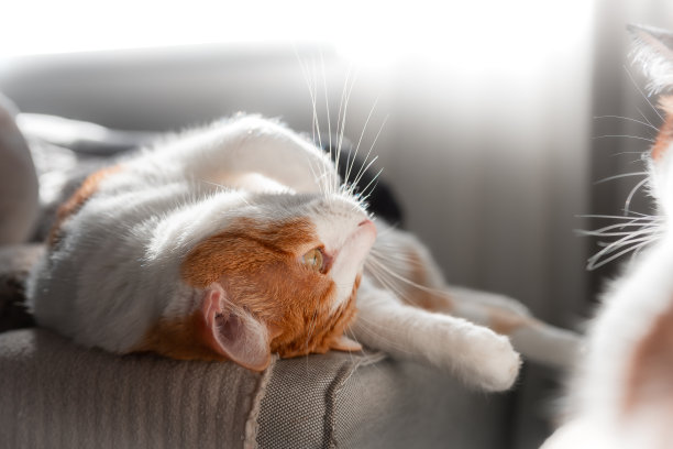 关闭了。棕色和白色的猫，黄色的眼睛躺在它的背上图片下载