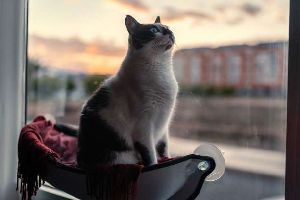 日落时分，一只蓝眼睛的黑白猫坐在窗边的吊床上图片下载
