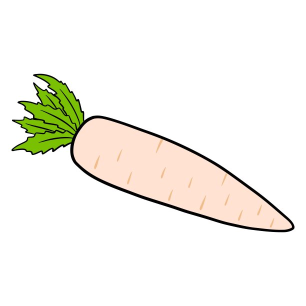 新鲜的萝卜。日本萝卜。原料的菜肴。图片下载