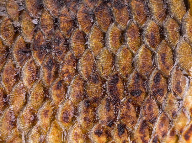 炸鱼的金黄色外皮。图片下载