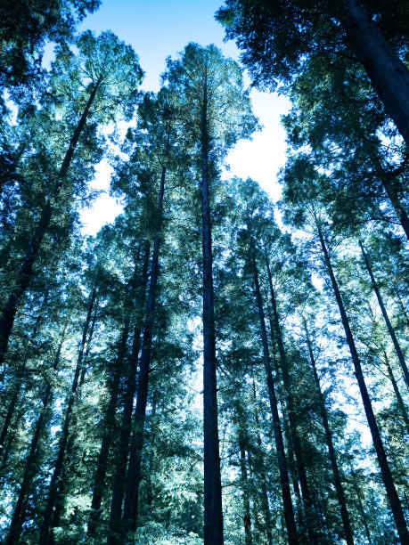 水杉林图片下载