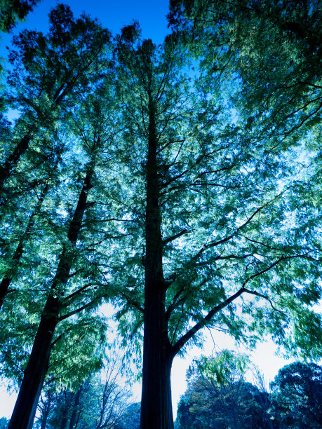 水杉林图片下载