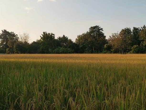 稻田的照片图片下载