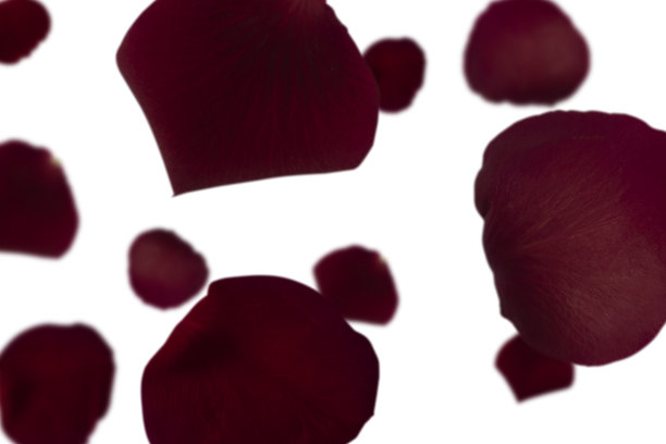 红色的玫瑰花瓣洒在白色的背景上。图片下载