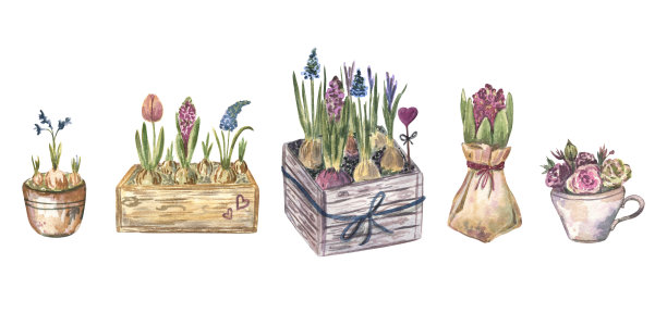 水彩插图的春天花在花盆，切割，木盒。图片下载