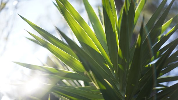 棕榈叶图片下载