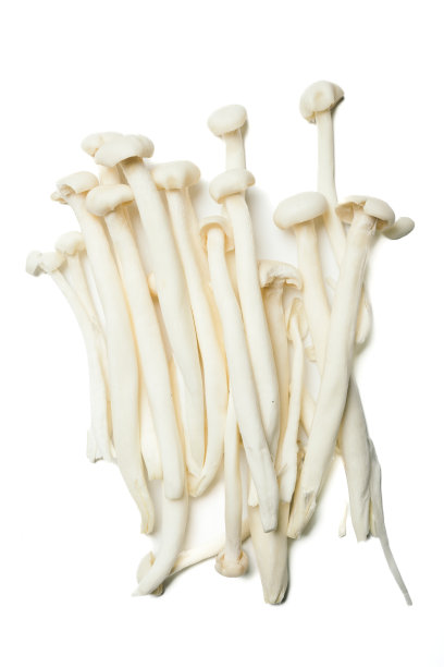 白色背景上的蘑菇素材图片