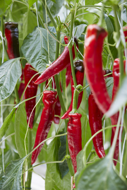 甜辣椒图片下载