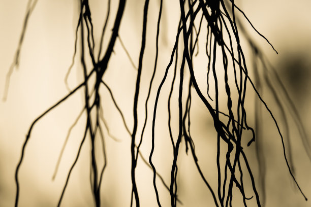 剪影，藤树森林植物图片下载