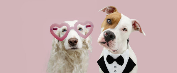 情人节横幅情侣。狗狗们戴着粉红色的心形眼镜，穿着燕尾服。孤立在淡粉色背景。图片下载