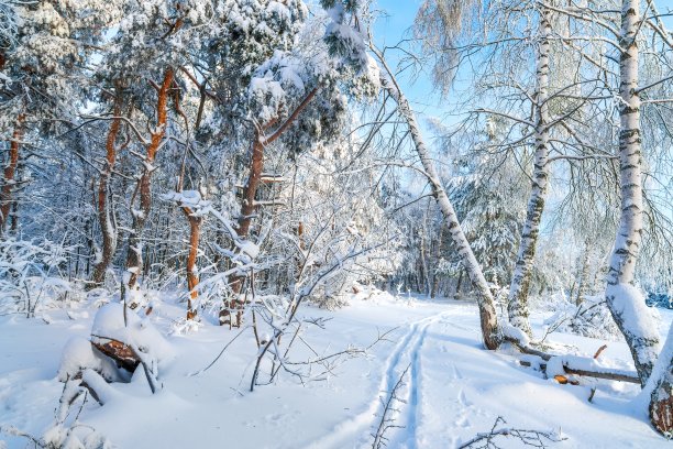 冬季雪域森林背景。冬天森林雪景。霜冻的日子，平静的冬日景象。滑雪胜地。野生区域的伟大图片图片下载