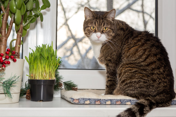 大灰猫和猫草在锅里图片下载