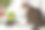大灰猫和猫草在锅里图片下载