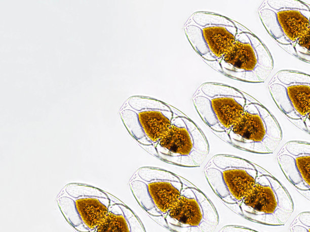 显微镜下观察模式下的双耳藻类图片下载