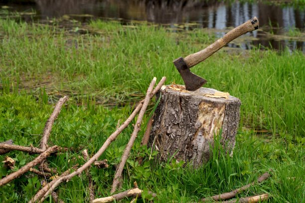 生锈的旧斧头，木柄卡在树桩里。在森林的背景中，大斧头在砍伐的木材中伸出图片下载