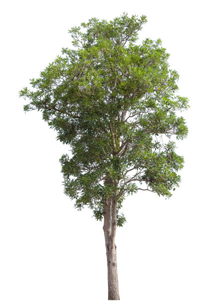 美丽的绿树孤立在白色上。图片下载