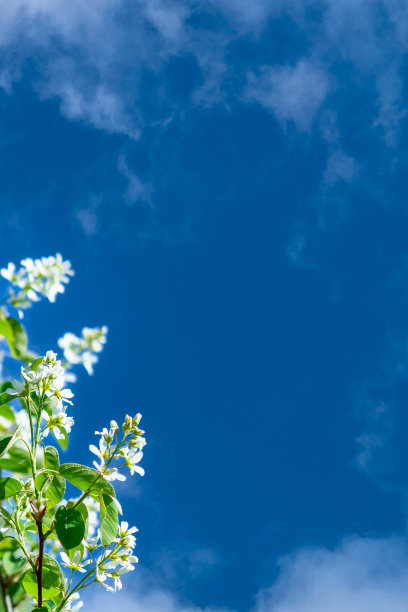 绿色的叶子和白色的花朵映衬着蓝天和白云。图片下载