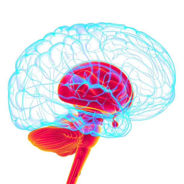 人体大脑内部解剖的医学概念三维渲染图片下载