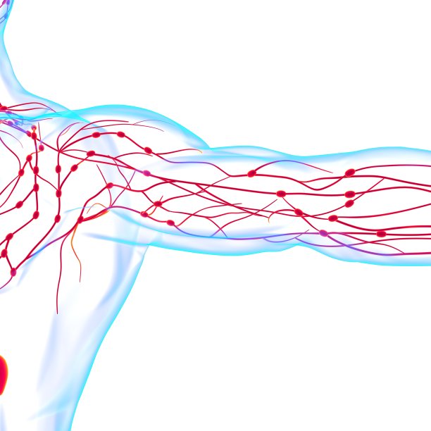 人体淋巴结解剖医学概念三维渲染图片下载