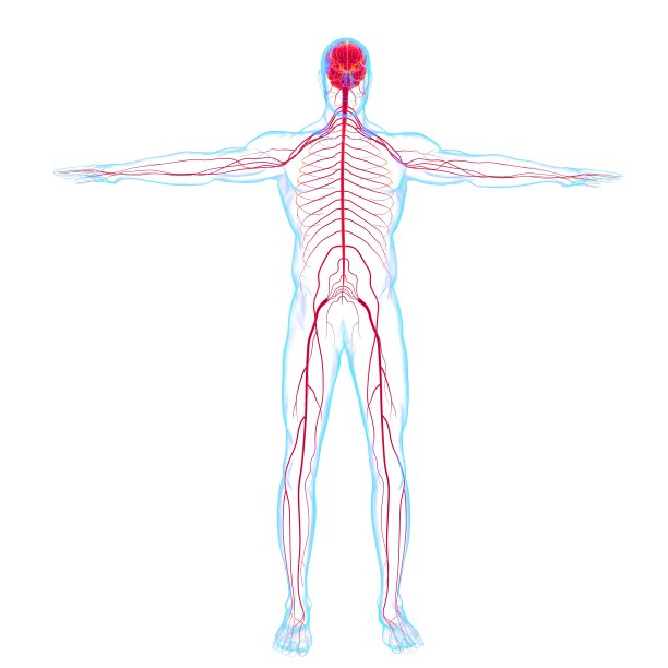 用于医学概念三维渲染的人脑解剖图片下载