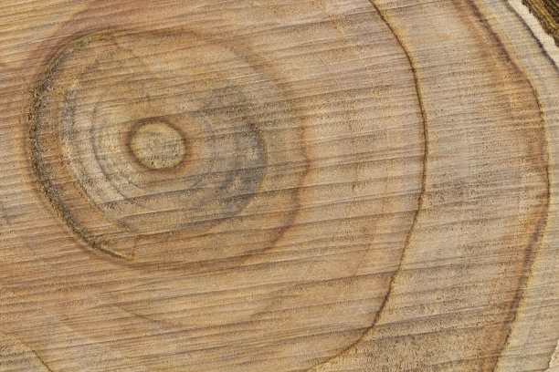 美丽的纹理锯切水果树特写，俯视图，为文本的地方图片下载