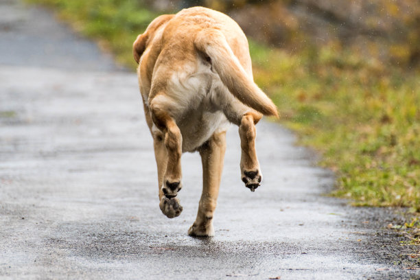 一只非常快乐的狗图片下载
