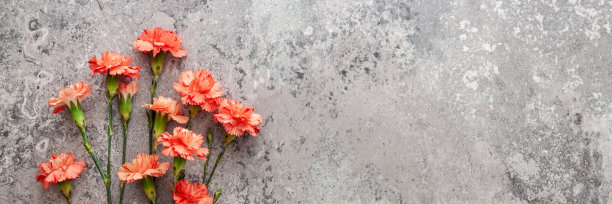 旧混凝土背景下粉红色康乃馨的全景图图片下载