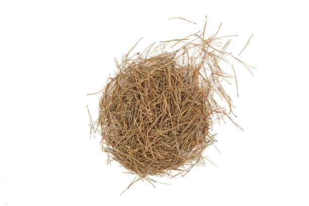 白色背景上孤立的一堆松针。图片下载