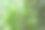 茂盛新鲜的红树图片下载