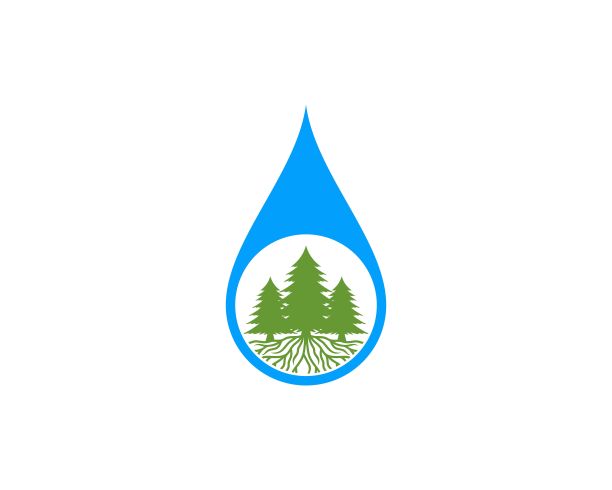 水滴与松树里面图片下载