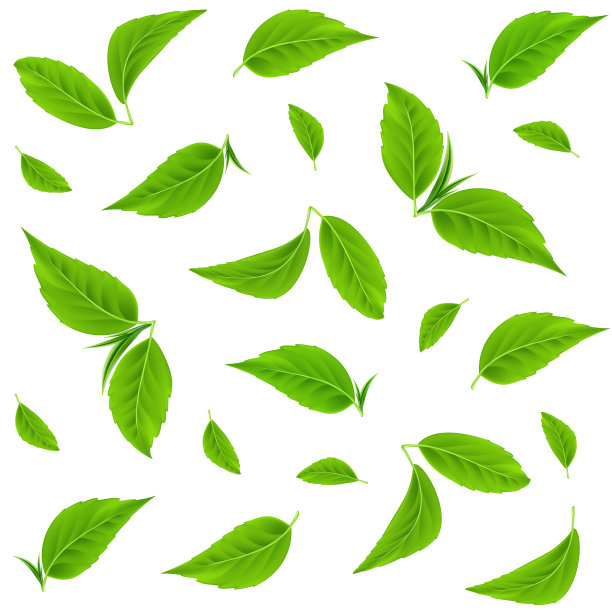 绿叶矢量无缝模式。现实的茶叶图片下载